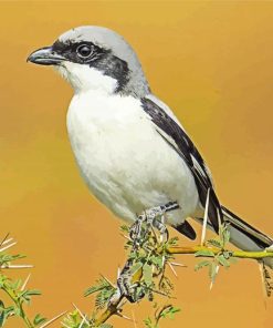 Great Grey Shrike Bird paint by numbers