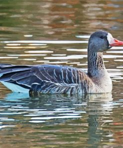 Greater White Fronted Goose paint by numbers