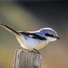 Iberian Grey Shrike Bird paint by numbers