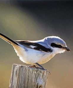 Iberian Grey Shrike Bird paint by numbers