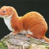 Least Weasel paint by number