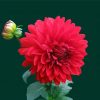 Light Red Dahlia paint by numbers