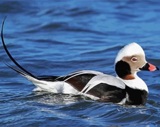 Long Tailed Duck paint by numbers