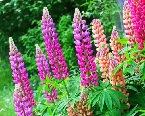 Lupins paint by number