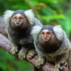 Marmosets Animals paint by number