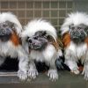 Marmosets paint by number