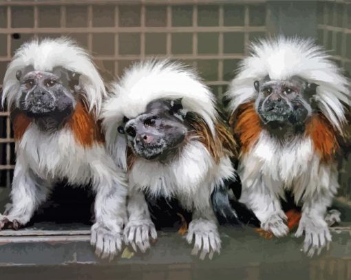 Marmosets paint by number