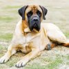 Mastiff Dog paint by number