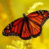 Monarch Butterfly paint by numbers