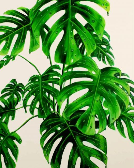 Monstera Green Plant paint by number