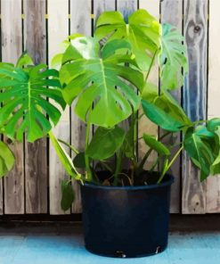 Monstera Plant Pot paint by number