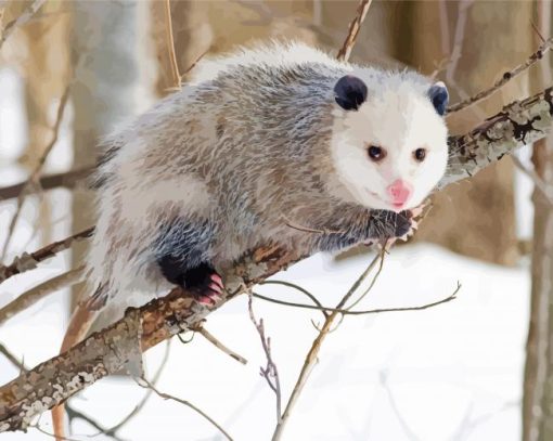 Opossum Animal paint by number