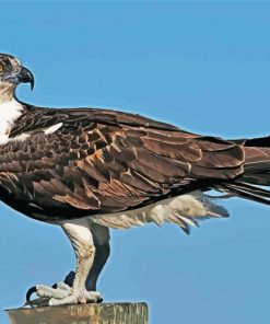 Osprey Bird Animal paint by number