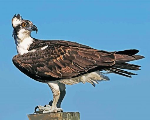 Osprey Bird Animal paint by number