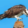 Osprey Bird paint by number