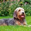 Otterhound Dog paint by number