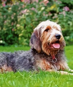 Otterhound Dog paint by number