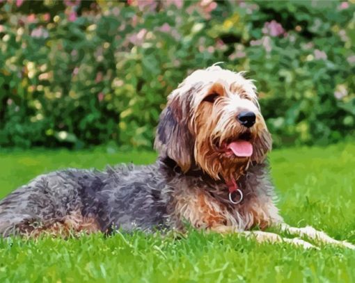 Otterhound Dog paint by number