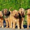 Otterhound paint by number