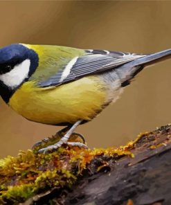 Parus Bird paint by number