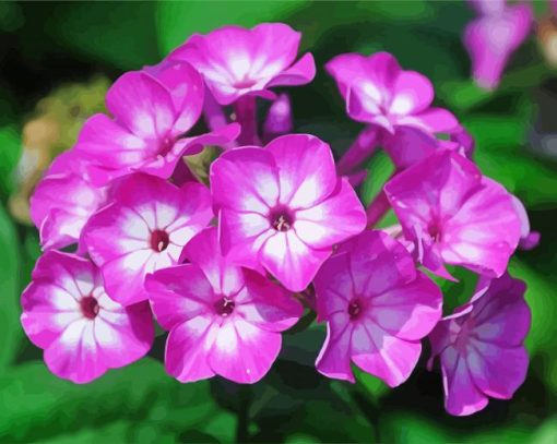 Phlox Blossom paint by number