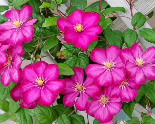 Pink Clematis Flowers paint by number