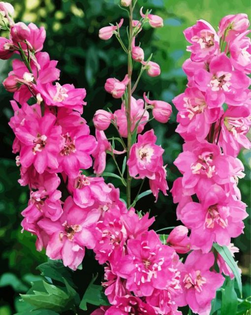 Pink Delphinums paint by numbers