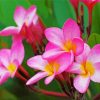 Pink Plumeria Frangipani paint by number