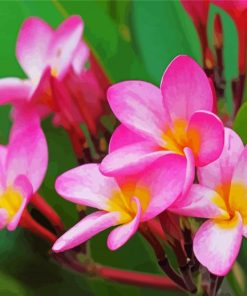 Pink Plumeria Frangipani paint by number