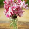 Pink Sweetpea Glass paint by numbers