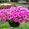 Pink Wave Petunia paint by number