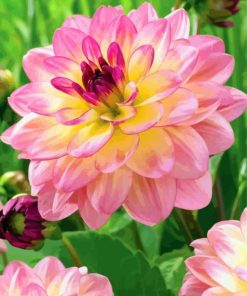 Pink Yellow Dahlia paint by number