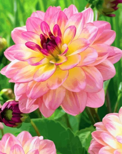 Pink Yellow Dahlia paint by number