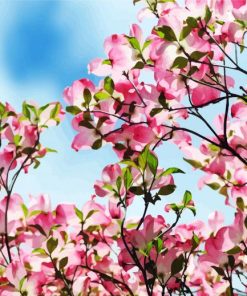 Pink Dogwood Tree paint by numbers