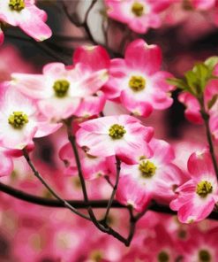 Pink Dogwood paint by numbers