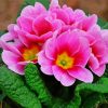 Pink Primrose paint by numbers