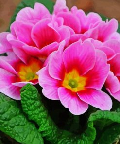 Pink Primrose paint by numbers