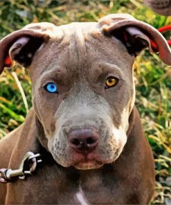 Pitbull With Unique Eye paint by number