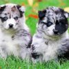 Pomsky Puppies paint by number