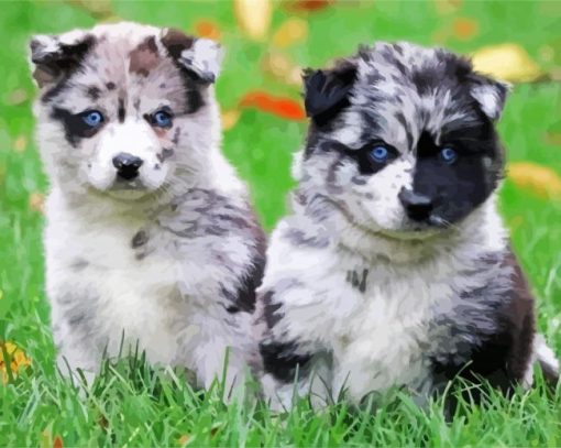 Pomsky Puppies paint by number