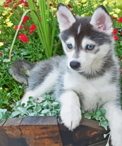 Pomsky Puppy paint by number