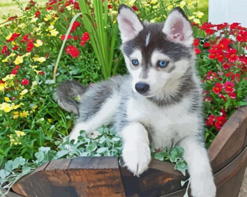 Pomsky Puppy paint by number