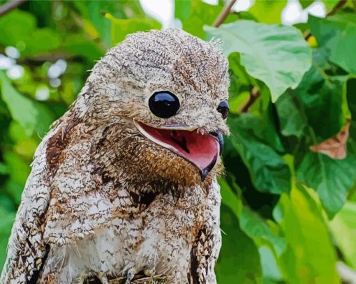 Potoo Bird paint by numbers