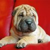 Puppy Sharpei paint by numbers