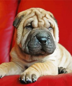 Puppy Sharpei paint by numbers