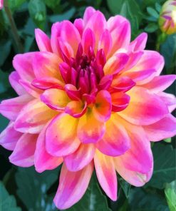 Purple And Yellow Dahlia paint by number