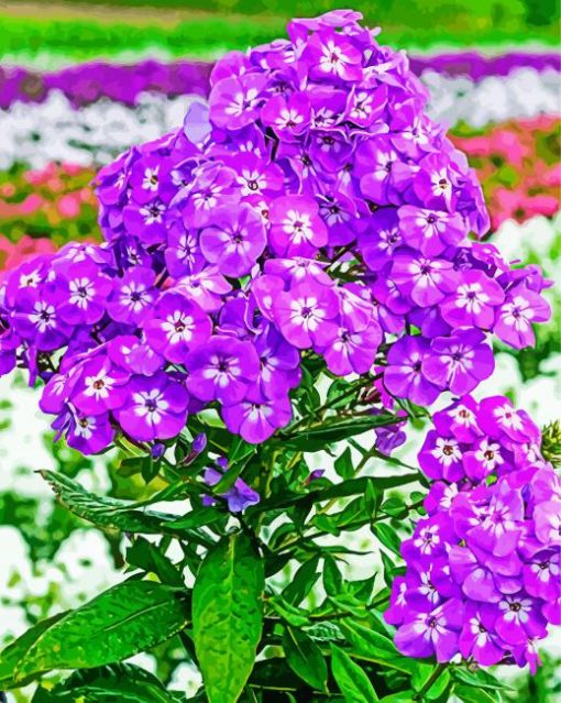 Purple Phlox Flowering Plant paint by number