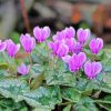 Purple Cyclamen paint by number