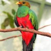 Quetzal Bird Animal paint by number