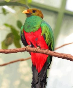 Quetzal Bird Animal paint by number